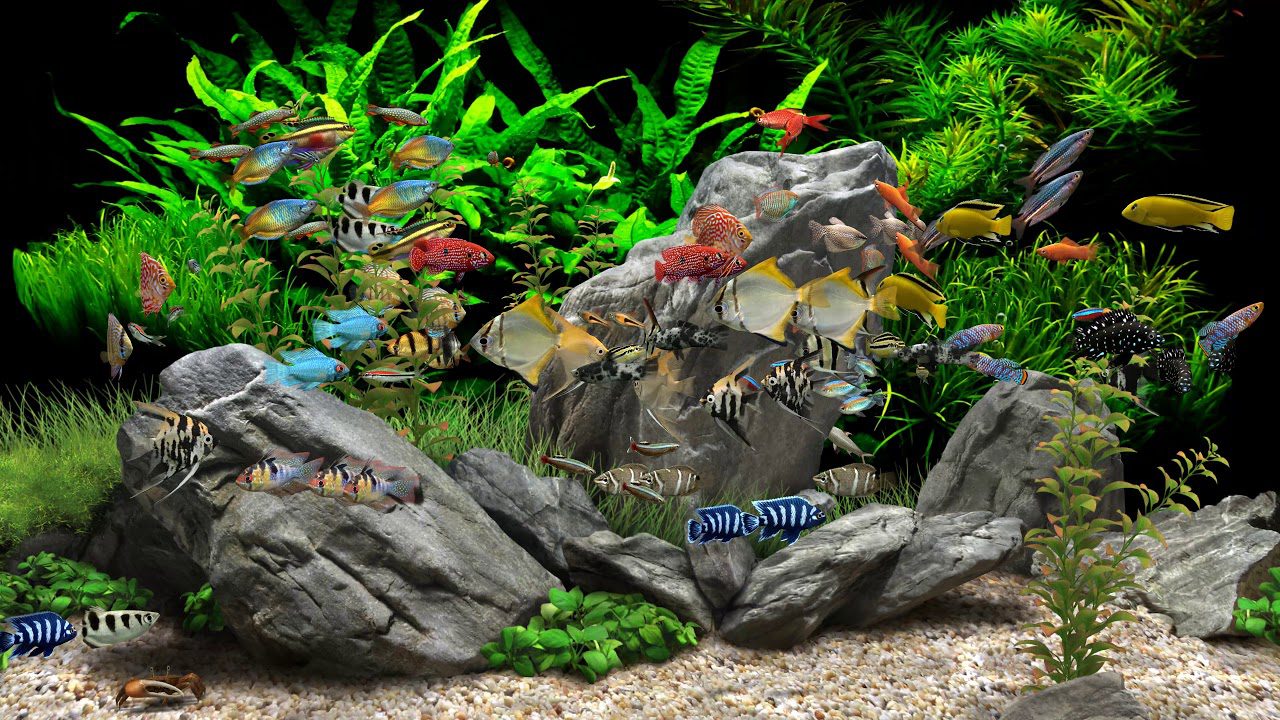 Dream Aquarium Free Download For Windows Free Download